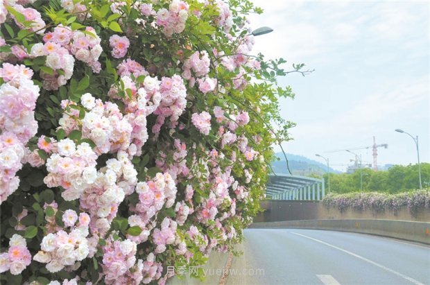 8萬多株月季進入盛花期，月季成為杭州富陽城市綠化點睛之筆(圖1)