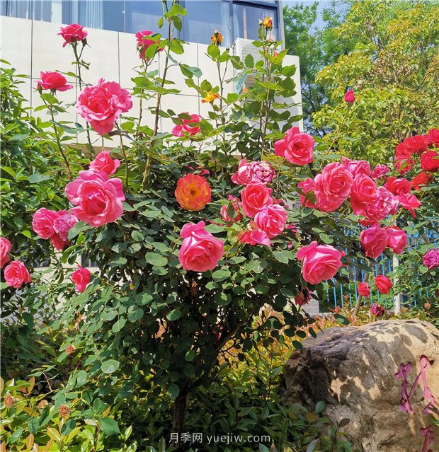 月季花開正盛，期待市花城市建設(shè)(圖1)