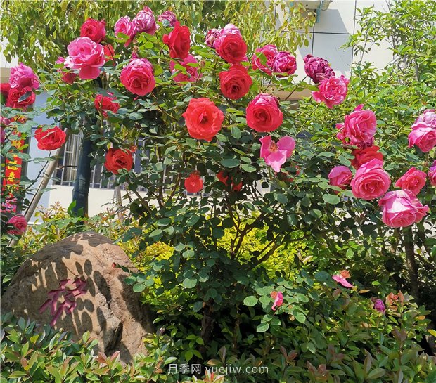 月季花開正盛，期待市花城市建設(shè)(圖2)