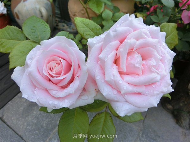 五月份園林養(yǎng)護(hù)注意這幾點(diǎn)，讓月季苗木安全度夏(圖1)