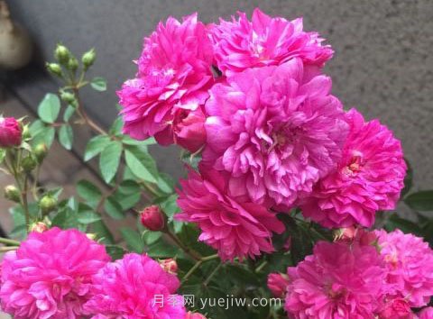 甜蜜馬車月季，非常優(yōu)秀的經(jīng)典微型月季(圖2)