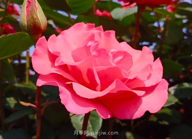 4種花卉，花友入坑不能自拔，尤其是月季(圖1)