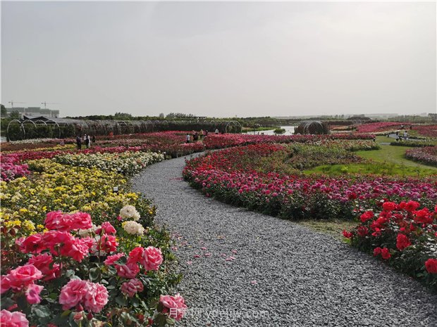 南陽世界月季大觀園規(guī)模真大，快來過把月季花癮(圖2)