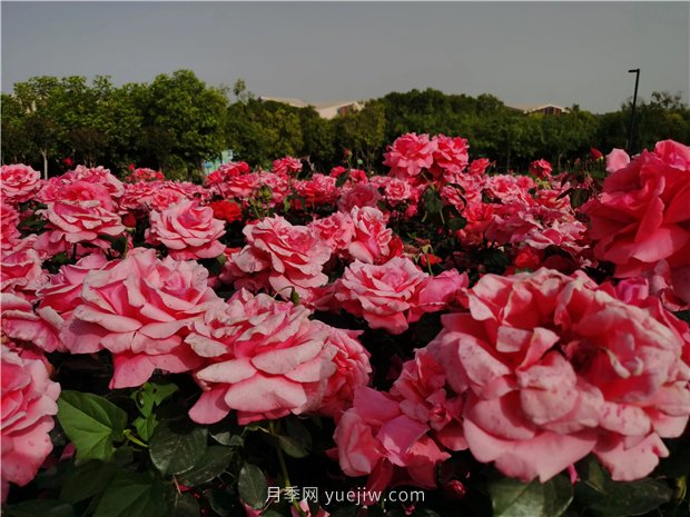 南陽世界月季大觀園規(guī)模真大，快來過把月季花癮(圖1)