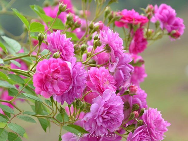 夏天養(yǎng)殖月季花選擇什么品種呢？(圖4)