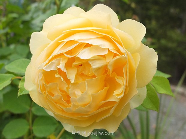 月季花怎么養(yǎng)？月季花的養(yǎng)殖方法(圖1)