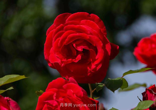 安陽市滑縣森林公園月季花開放，賞花打卡正當(dāng)時(圖2)