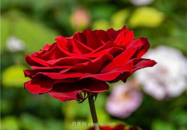 安陽市滑縣森林公園月季花開放，賞花打卡正當(dāng)時(圖3)