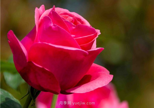 安陽市滑縣森林公園月季花開放，賞花打卡正當(dāng)時(圖4)