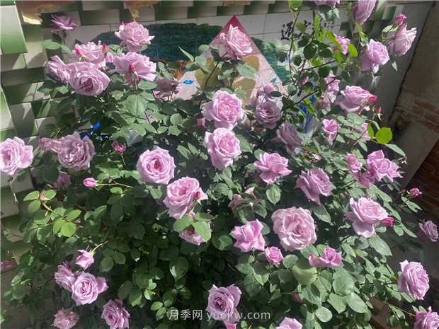 30多歲的藍(lán)色尼羅河月季長什么樣？見識(shí)下(圖2)