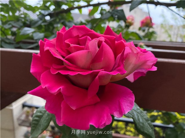 古龍月季，強烈推薦給喜愛月季花的花友(圖1)