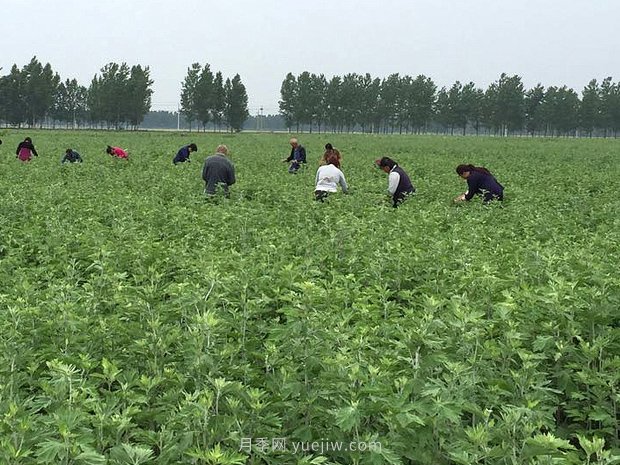艾草產(chǎn)業(yè)為什么能在南陽(yáng)市不斷發(fā)展升級(jí)？(圖1)