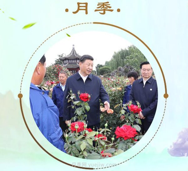 “小康菜譜”上新了！“***強(qiáng)帶貨員”這次cue到南陽月季(圖1)