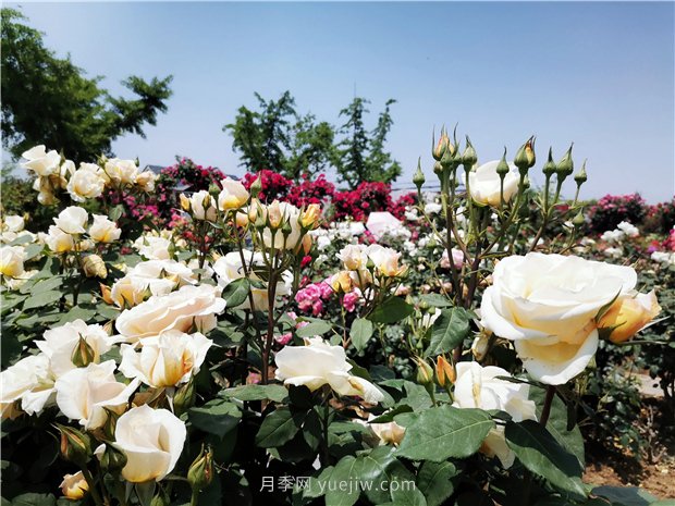 5月賞月季花，不可錯過南陽月季博覽園的美景(圖3)