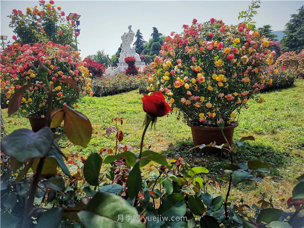 5月賞月季花，不可錯過南陽月季博覽園的美景(圖2)