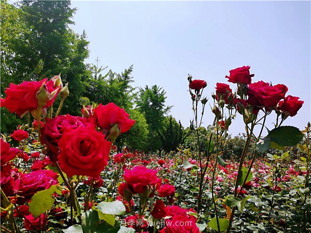 5月賞月季花，不可錯過南陽月季博覽園的美景(圖4)