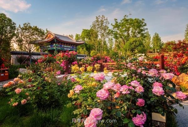 南陽(yáng)月季的出圈之路(圖1)