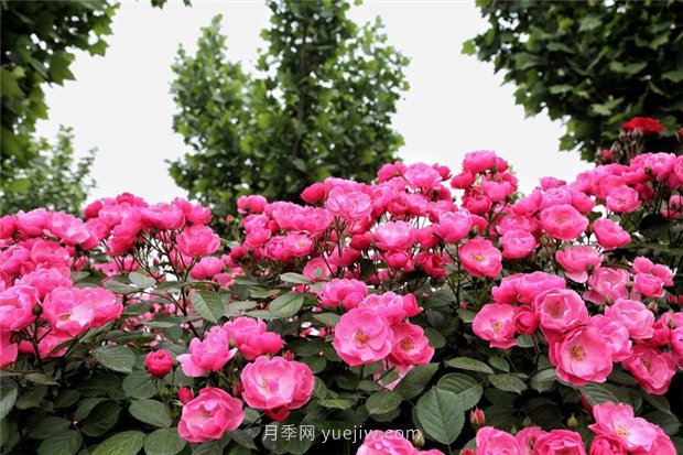 3年沖刺100億年產(chǎn)值，南陽(yáng)月季畫(huà)好發(fā)展路線圖(圖1)
