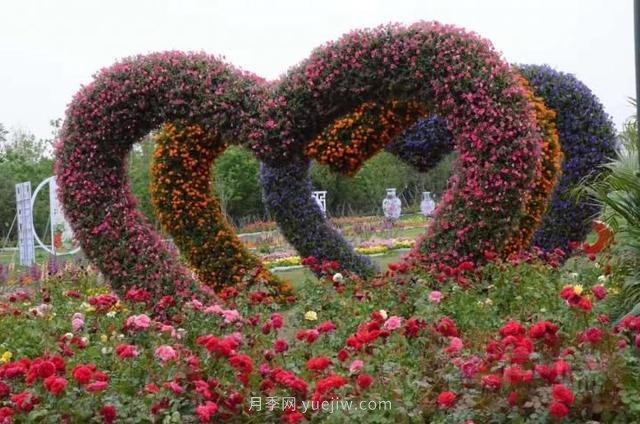 6000余種月季盛開 花?！白砻馈蹦详柍?圖1)
