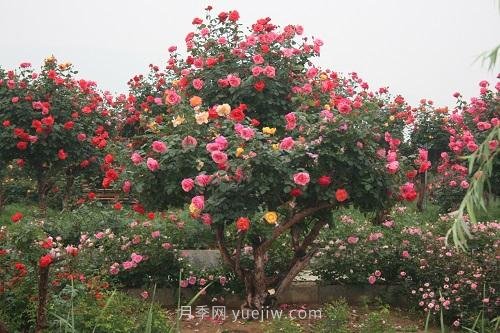 年產(chǎn)值25億！中國(guó)月季八成南陽(yáng)種植(圖1)