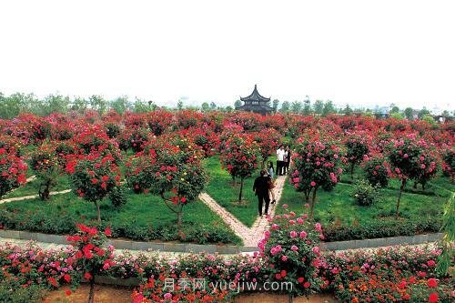 年產(chǎn)值25億！中國(guó)月季八成南陽(yáng)種植(圖2)