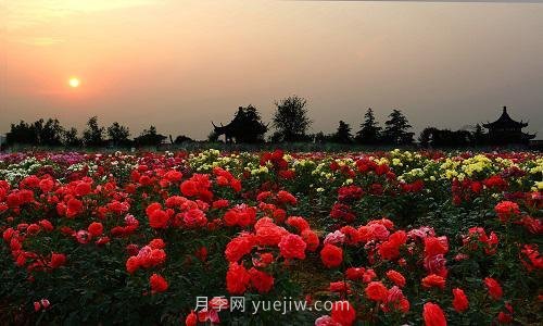年產(chǎn)值25億！中國(guó)月季八成南陽(yáng)種植(圖3)