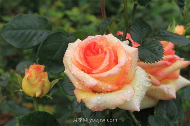 月季花開盡芬芳，大美南陽顯輝煌(圖1)
