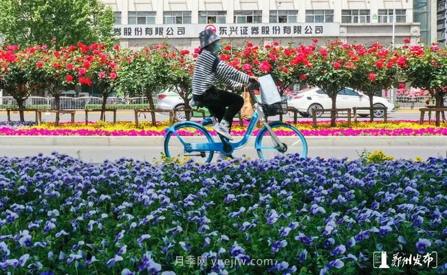 月季花開滿城，***美鄭州五月天（圖冊(cè)）(圖3)