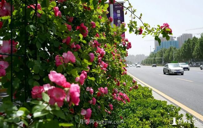 月季花開滿城，***美鄭州五月天（圖冊(cè)）(圖5)