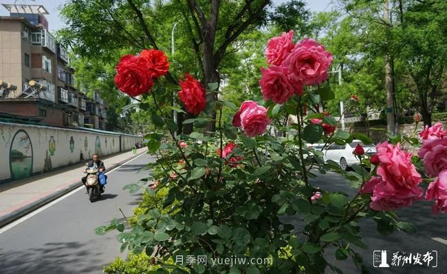 月季花開滿城，***美鄭州五月天（圖冊(cè)）(圖6)