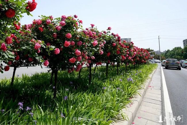 月季花開滿城，***美鄭州五月天（圖冊(cè)）(圖7)