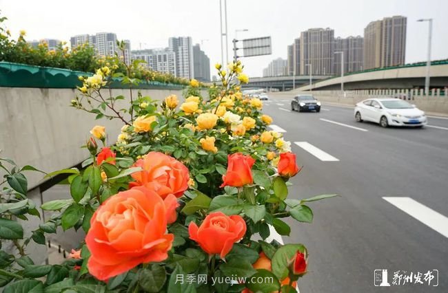 月季花開滿城，***美鄭州五月天（圖冊(cè)）(圖8)