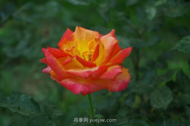 賞石家莊月季市花，遨游月季公園五月花海(圖1)