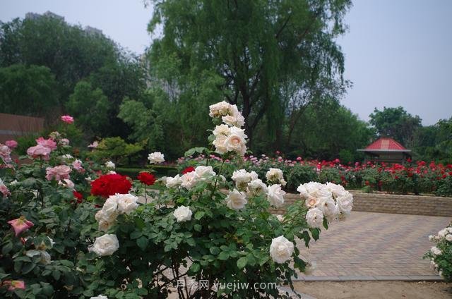 賞石家莊月季市花，遨游月季公園五月花海(圖3)
