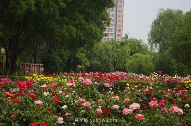 賞石家莊月季市花，遨游月季公園五月花海(圖4)