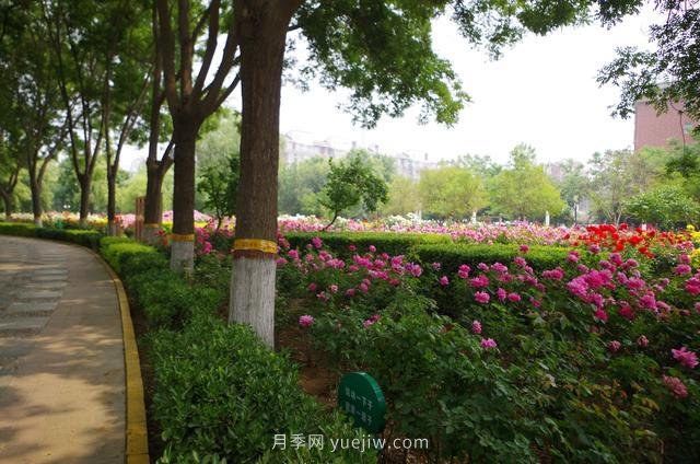 賞石家莊月季市花，遨游月季公園五月花海(圖5)