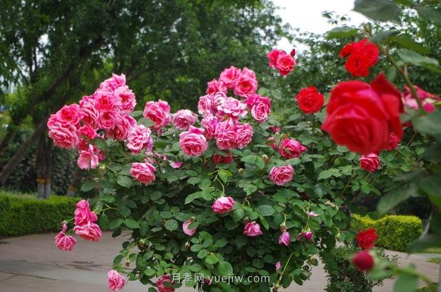 賞石家莊月季市花，遨游月季公園五月花海(圖9)
