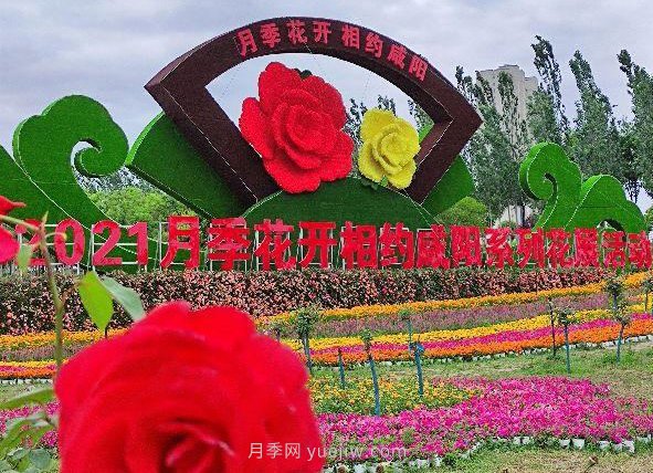 月季花開(kāi)相約咸陽(yáng)，去咸陽(yáng)看月季(圖4)