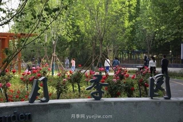 邢臺市花月季綻放！月季花城進(jìn)入觀賞期(圖3)