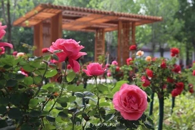 邢臺市花月季綻放！月季花城進(jìn)入觀賞期(圖2)