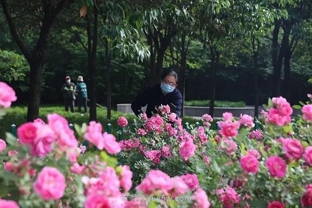 邢臺市花月季綻放！月季花城進(jìn)入觀賞期(圖1)
