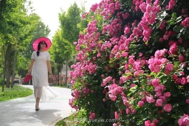 邢臺市花月季綻放！月季花城進(jìn)入觀賞期(圖4)