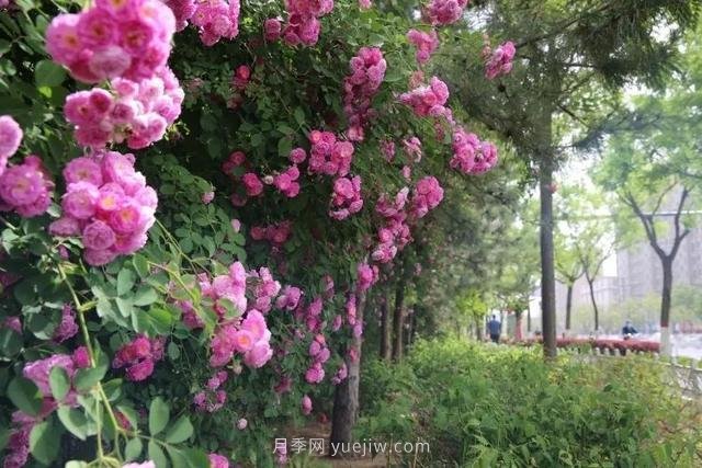 邢臺市花月季綻放！月季花城進(jìn)入觀賞期(圖8)