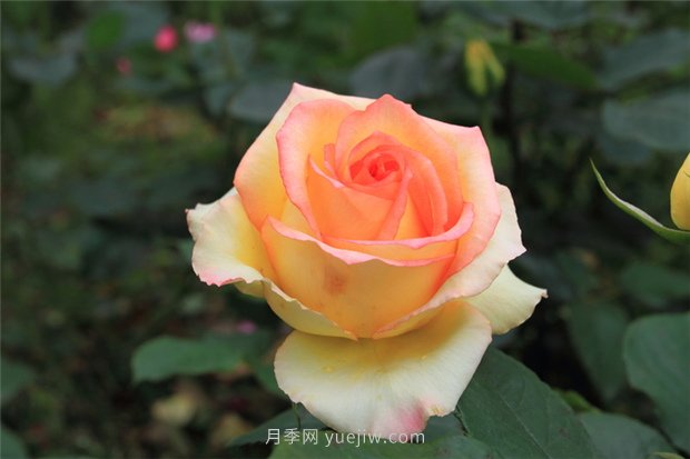 濟(jì)南增選玫瑰為市花，投票結(jié)果顯示贊成率達(dá)99.42%(圖1)