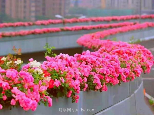 杭州有全國(guó)***美花路，大道兩旁開滿月季花，堵車都是享受(圖1)