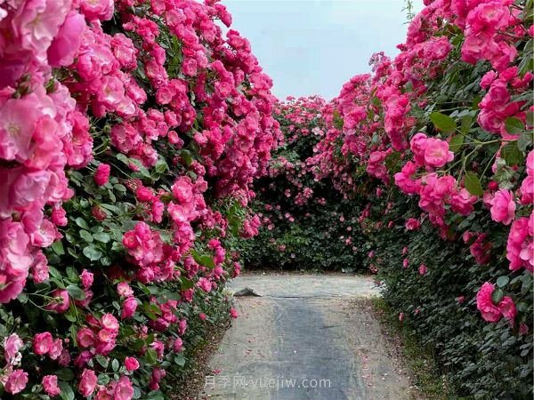 鄭州漫花里藤本月季花海，網(wǎng)友稱之為“花海迷宮”紛紛去打卡(圖1)