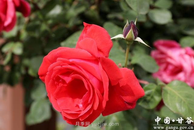 甘肅天水：甘谷月季花開醉滿城(圖集)(圖4)