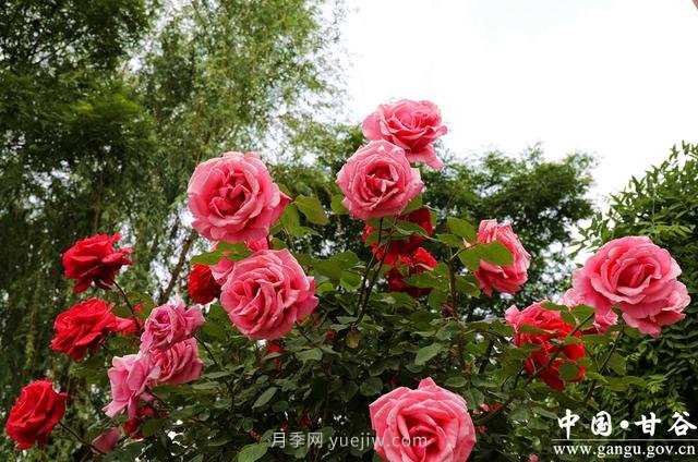 甘肅天水：甘谷月季花開醉滿城(圖集)(圖5)
