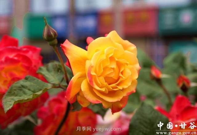 甘肅天水：甘谷月季花開醉滿城(圖集)(圖6)