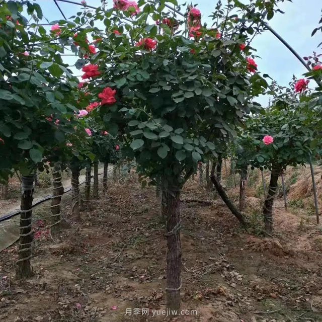 5公分樹(shù)樁月季南陽(yáng)基地批發(fā)(圖1)